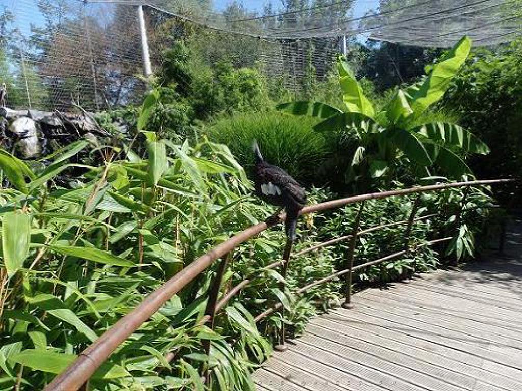 101PARC AUX OISEAUX DANS L AIN 2016 2_000012.jpg